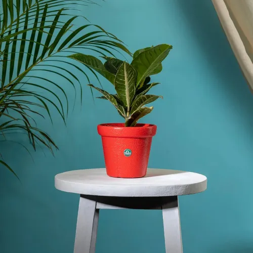Image of TrustBasket Crown Planter Pot 8-inch, Heavy Duty Indoor/Outdoor (Red)