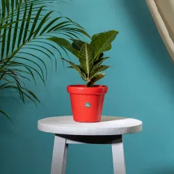 TrustBasket Crown Planter Pot 8-inch, Heavy Duty Indoor/Outdoor (Red)