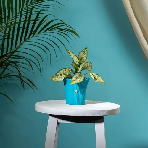 Image of TrustBasket Plastic Table Top Planter Pot