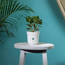 TrustBasket Rim Pot 5 inch Table Top Planter Pot (White) | Heavy Duty Plastic Indoor and Outdoor Planter for Home Decor.