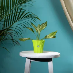 TrustBasket Tancy 6 Planter Pot