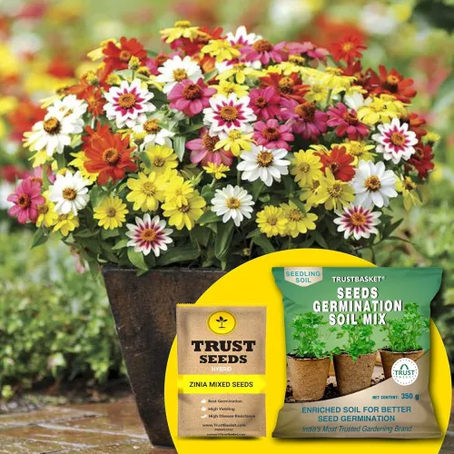 Image of TrustBasket Zinia Mixed Seeds with Soil Mix