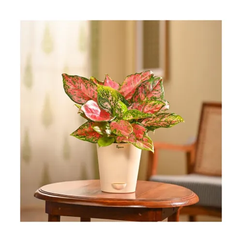 Image of UGAOO Aglaonema Pink Beauty Plant with Self Watering Pot