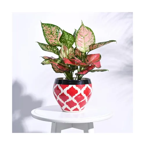 Image of UGAOO Apple Ceramic Pot - Big