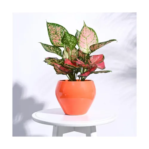 Image of UGAOO Apple Ceramic Pot - Big (Orange)