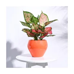 UGAOO Apple Ceramic Pot - Big (Orange)