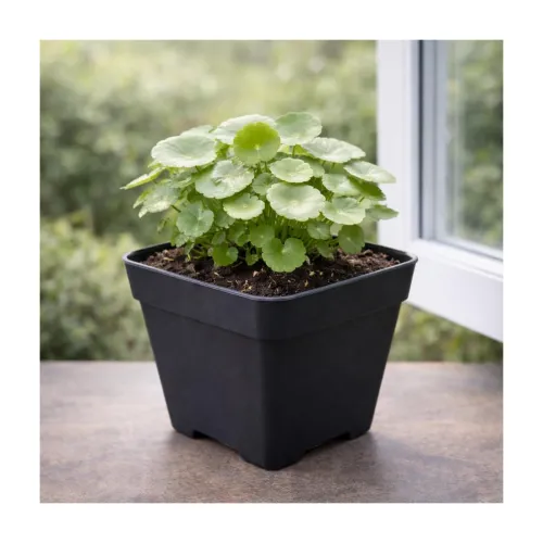 Image of UGAOO BHARAT Live Chinese Money Plant