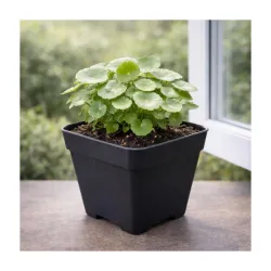 UGAOO BHARAT Live Chinese Money Plant