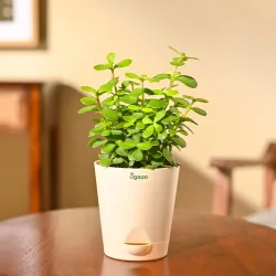 Ugaoo Good Luck Jade Plant with Self Watering Pot