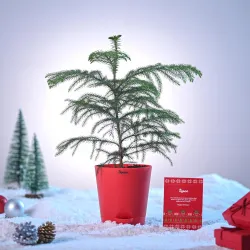 UGAOO Indian Christmas Tree Indoor Live Plant with self watering pot - Medium