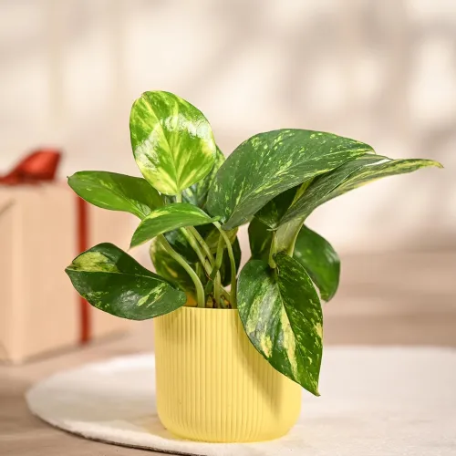 Image of UGAOO Money Plant