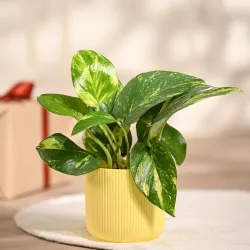 UGAOO Money Plant
