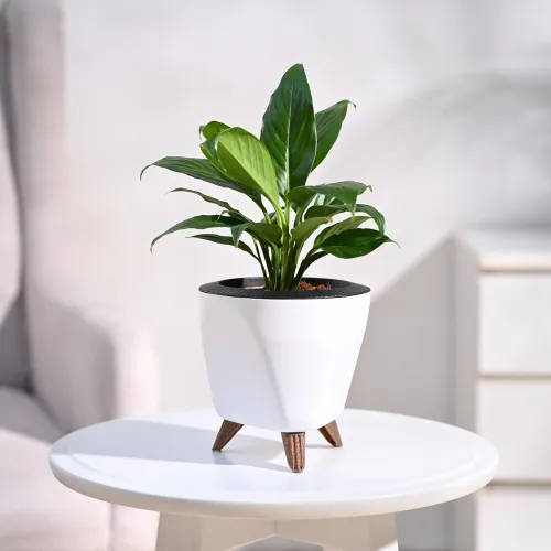 Image of Ugaoo Peace Lily Live Indoor Plant for Living room (Spathiphyllum Plant) with Lagos Self Watering Pot (White, Small)