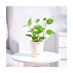 UGAOO Peperomia Green Creeper Plant Succulent Live Plant with Pot