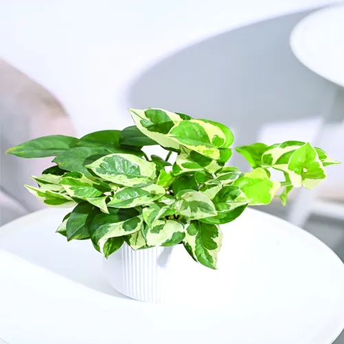 Image of UGAOO Green & White Money Plant With Ibiza Pot