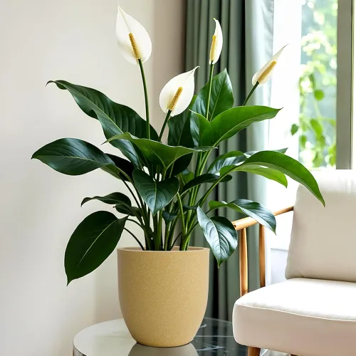 Image of YUCCABE ITALIA FOXB PCUP 8 INCH Tree Planter