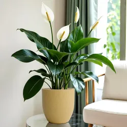 YUCCABE ITALIA FOXB PCUP 8 INCH Tree Planter