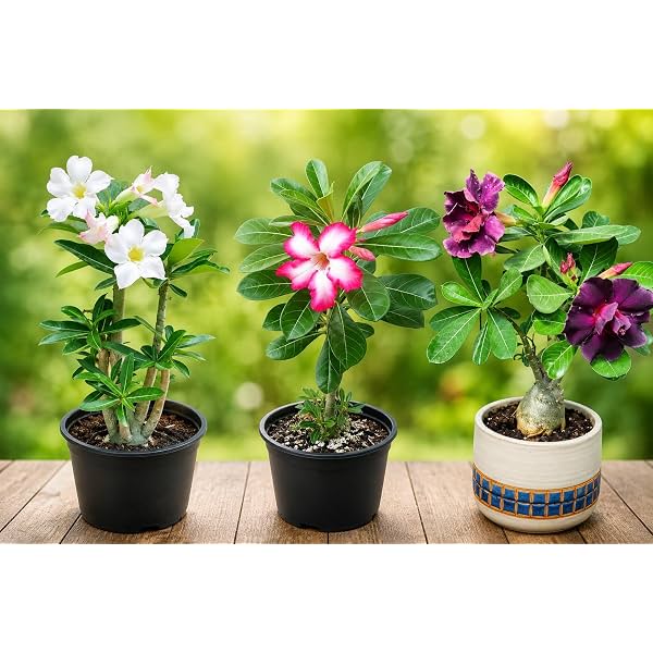 EXOTIC LIVE Premium Live Adenium Desert Rose Plant (PACK OF -3)