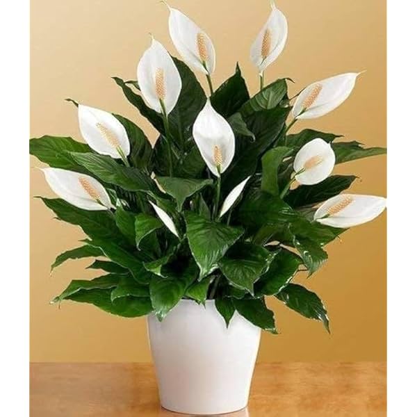 Floryzen Original Live Peace Lily Plant Po1
